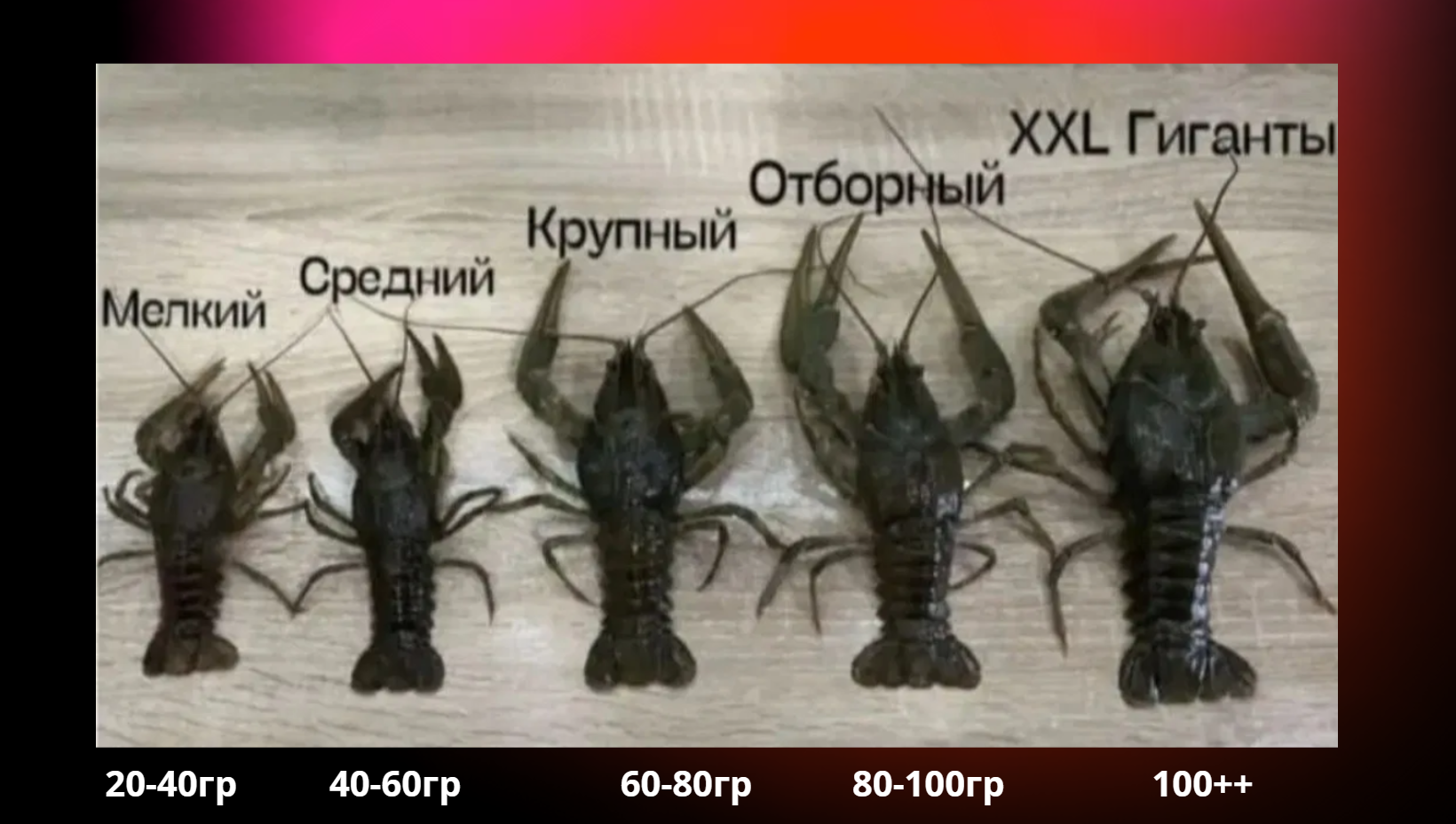 Размеры раков от 20 до 90+